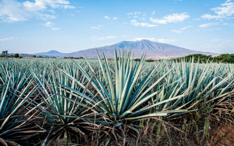 Agave tequila landscape in Guadalajara, Jalisco, Mexico